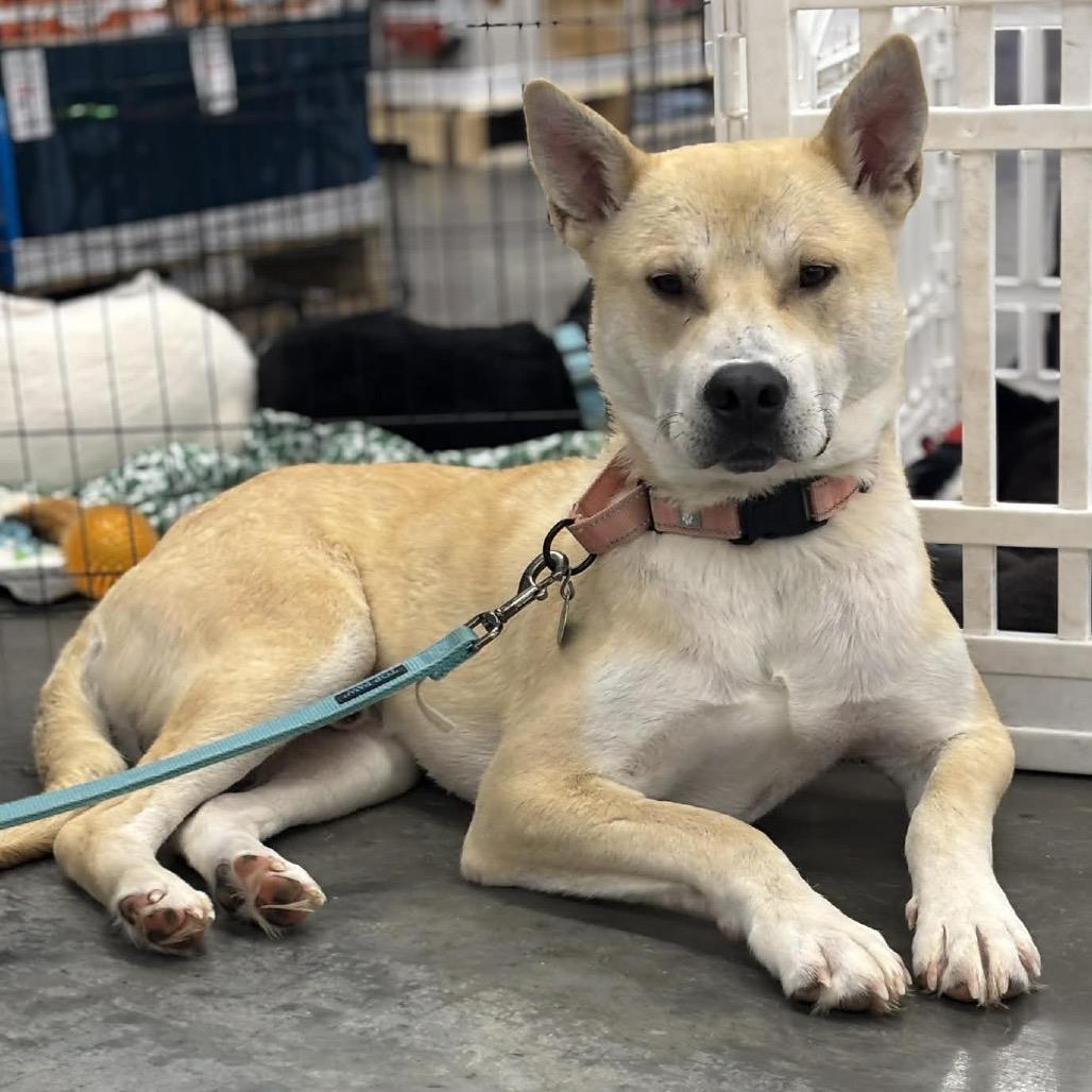 Enlarge Cyrus, a Adoptable Mixed Breed in Buffalo, MN image 5/6