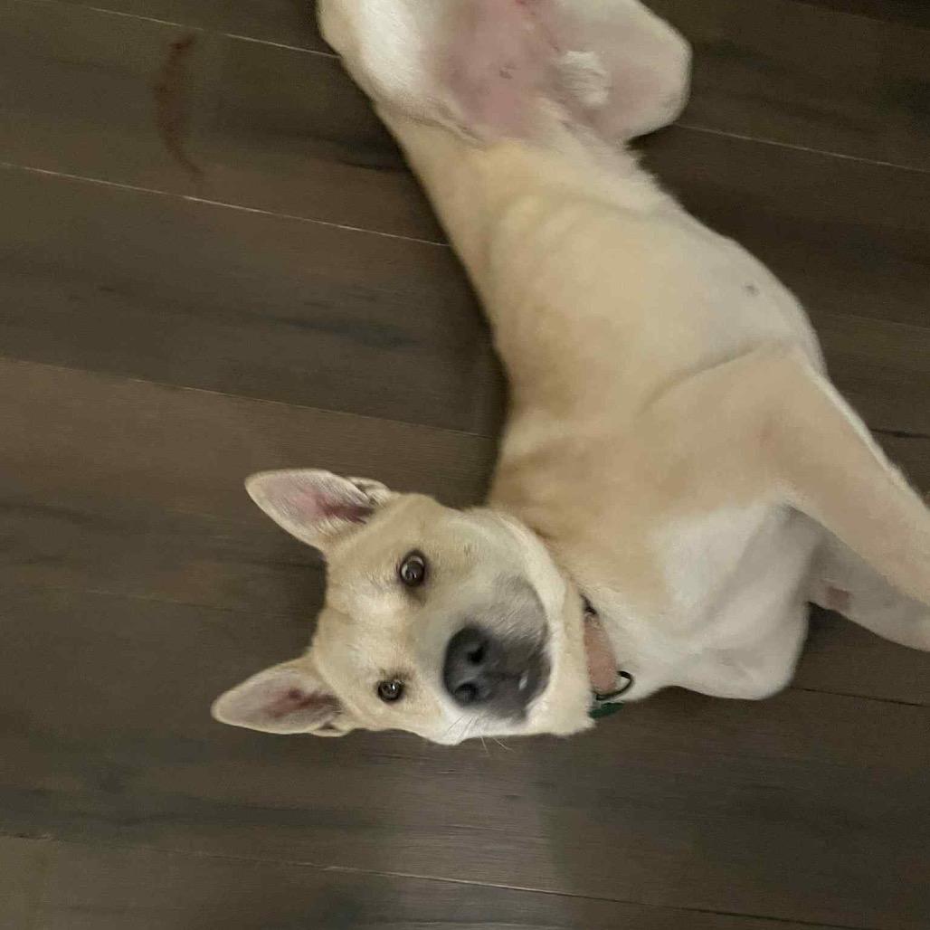 Enlarge Cyrus, a Adoptable Mixed Breed in Buffalo, MN image 2/6