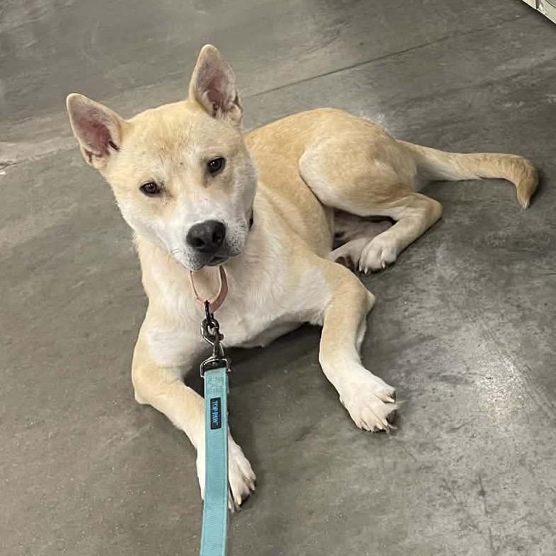 Enlarge Cyrus, a Adoptable Mixed Breed in Buffalo, MN image 6/6