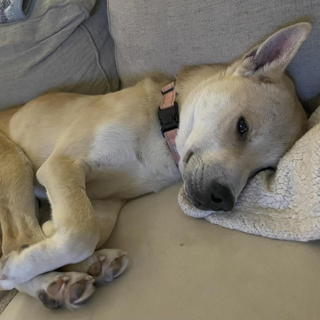 Enlarge Cyrus, a Adoptable Mixed Breed in Buffalo, MN image 3/6