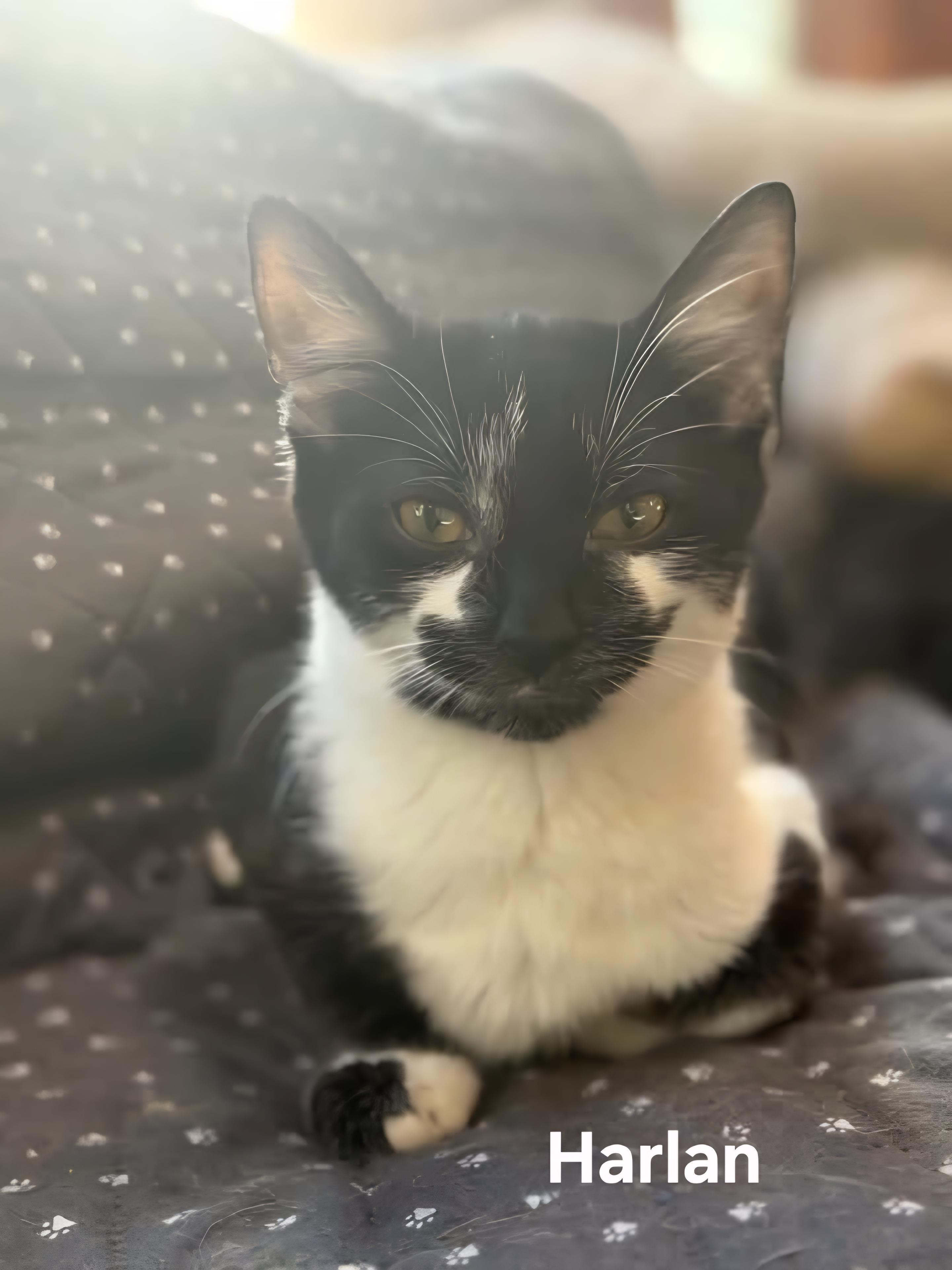 Enlarge River & Harlan, a Adoptable Domestic Short Hair in Chicopee, MA image 3/4