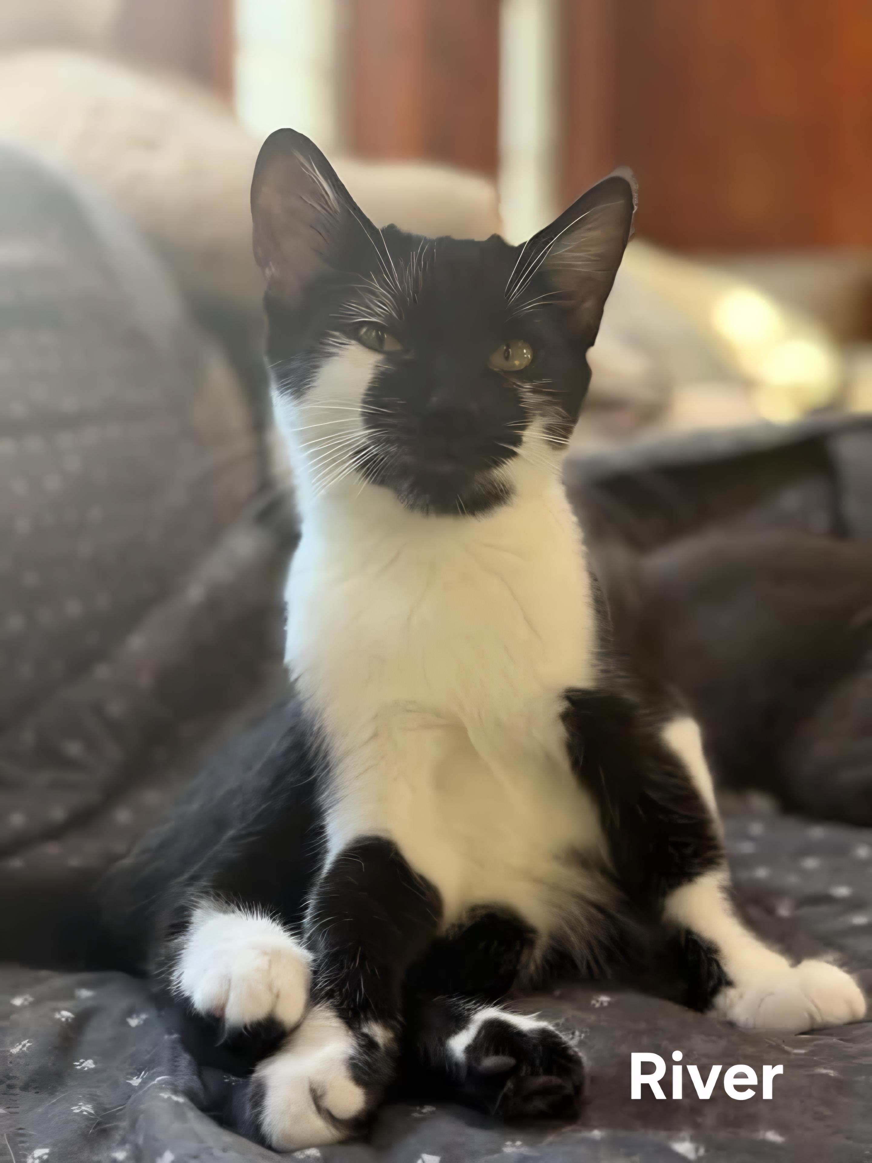 Enlarge River & Harlan, a Adoptable Domestic Short Hair in Chicopee, MA image 4/4