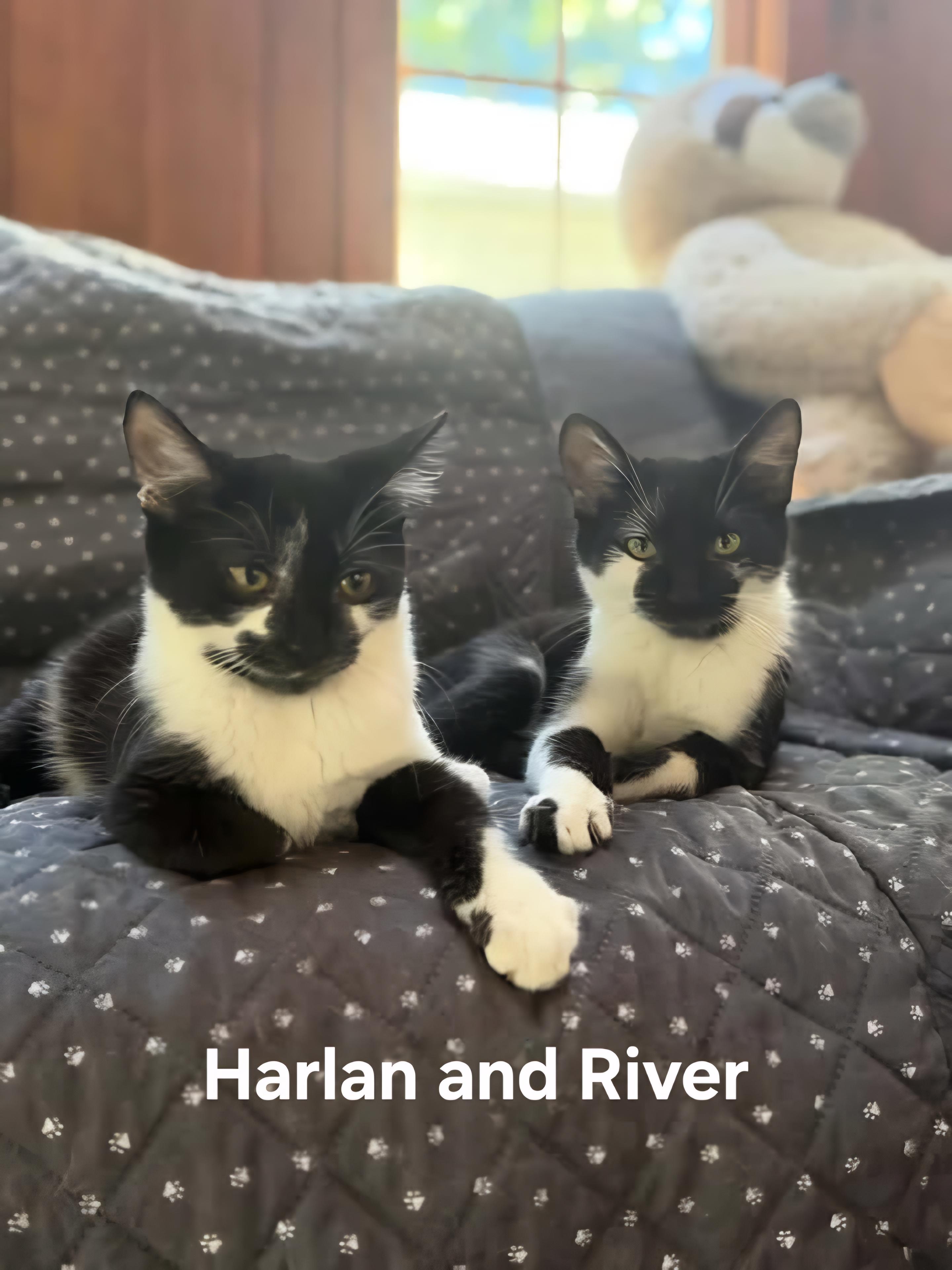 River & Harlan, Adoptable, Kitten Male Domestic Short Hair.