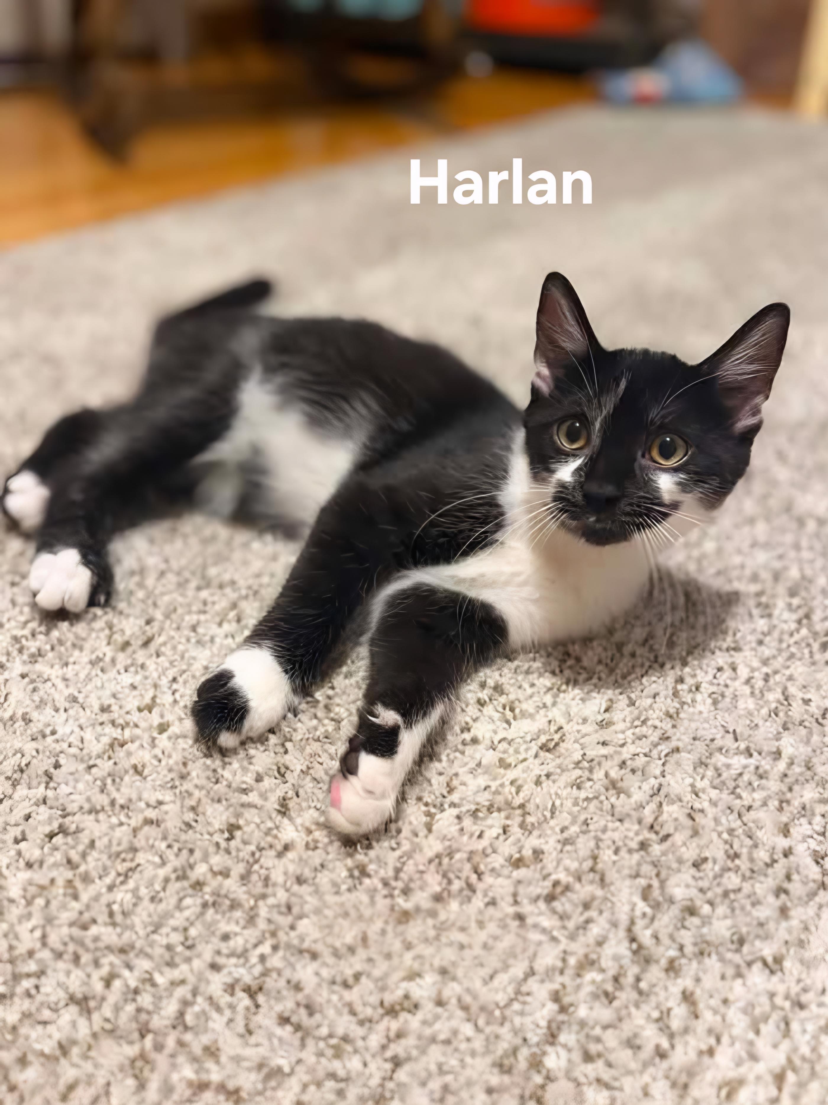 River & Harlan, a ADOPTABLE Domestic Short Hair in Chicopee, MA image 1/2