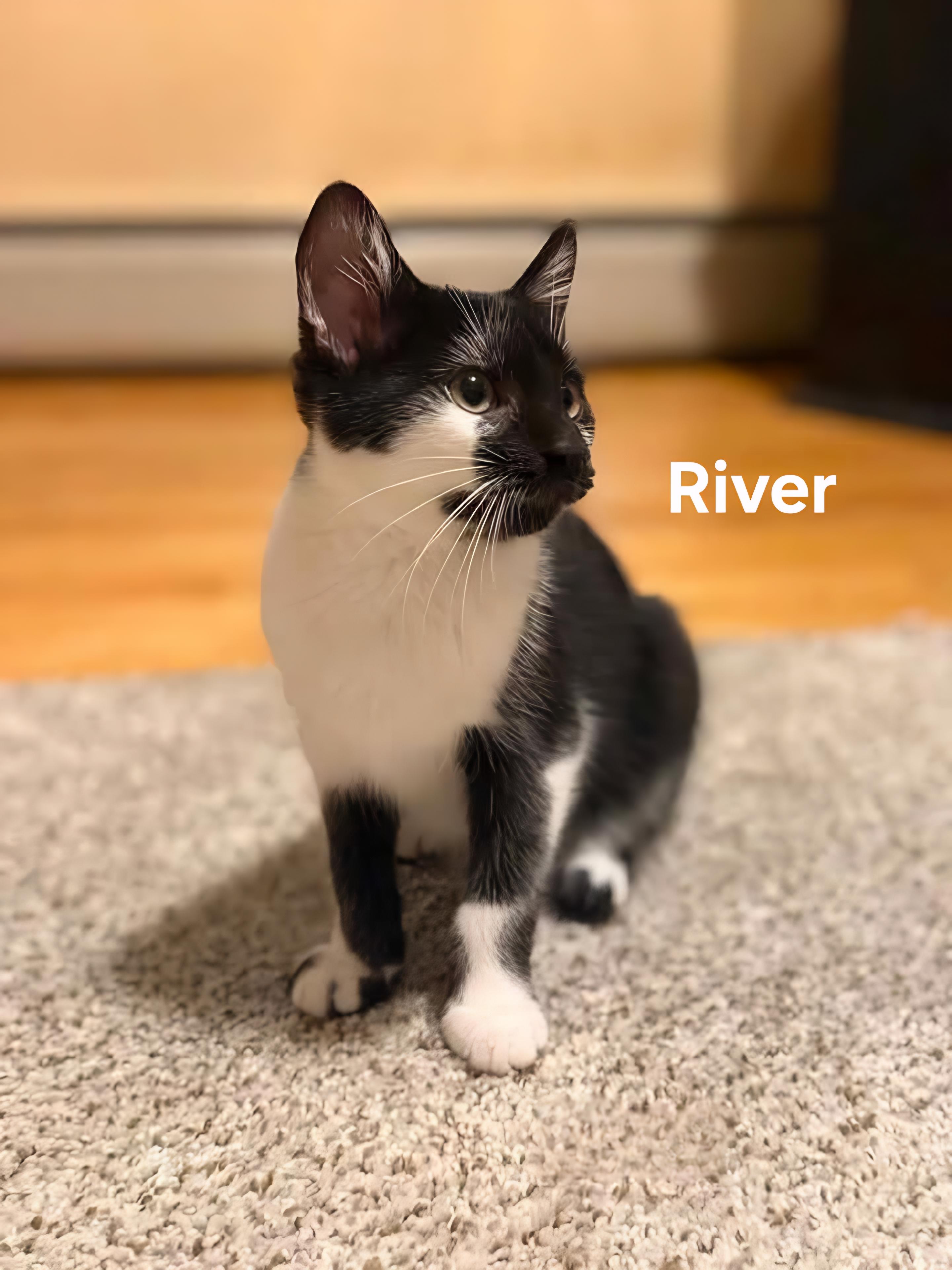 River & Harlan, a ADOPTABLE Domestic Short Hair in Chicopee, MA image 2/2