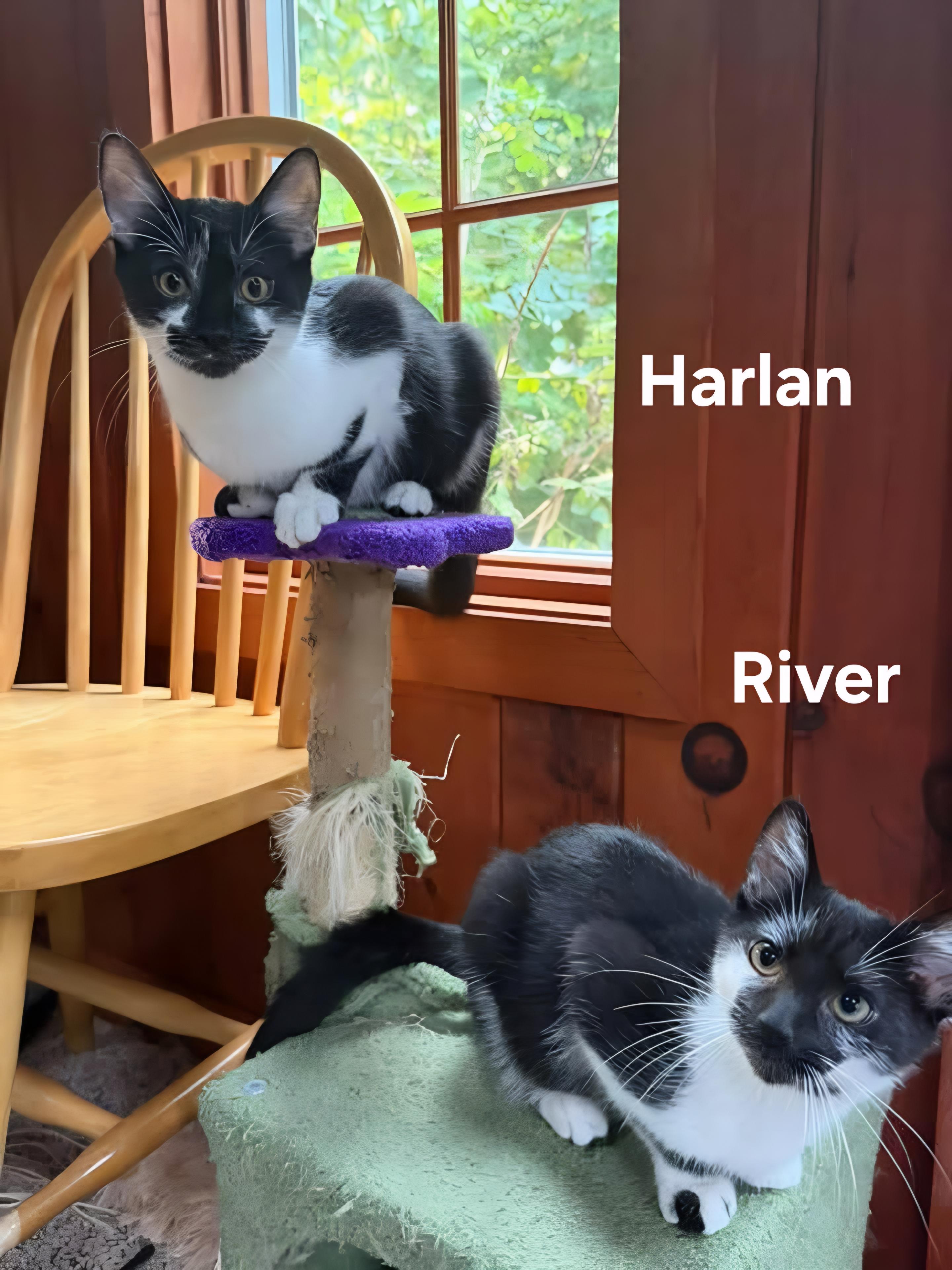 Enlarge River & Harlan, a Adoptable Domestic Short Hair in Chicopee, MA image 2/4