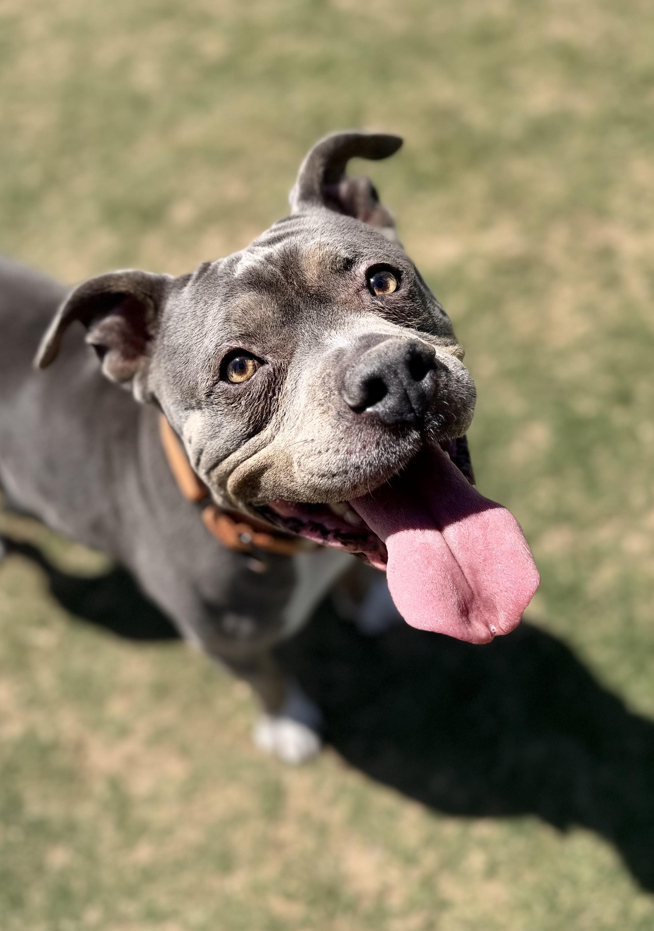 Enlarge Dolly, a Adoptable mixed breed in Bellingham , WA image 3/6