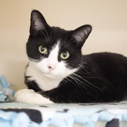 Enlarge Gamora, a Adoptable mixed breed in Verona, WI image 1/4