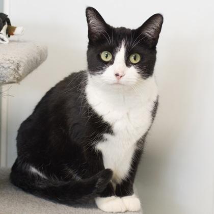 Enlarge Gamora, a Adoptable mixed breed in Verona, WI image 2/4