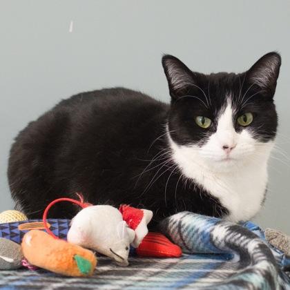 Enlarge Gamora, a Adoptable mixed breed in Verona, WI image 3/4