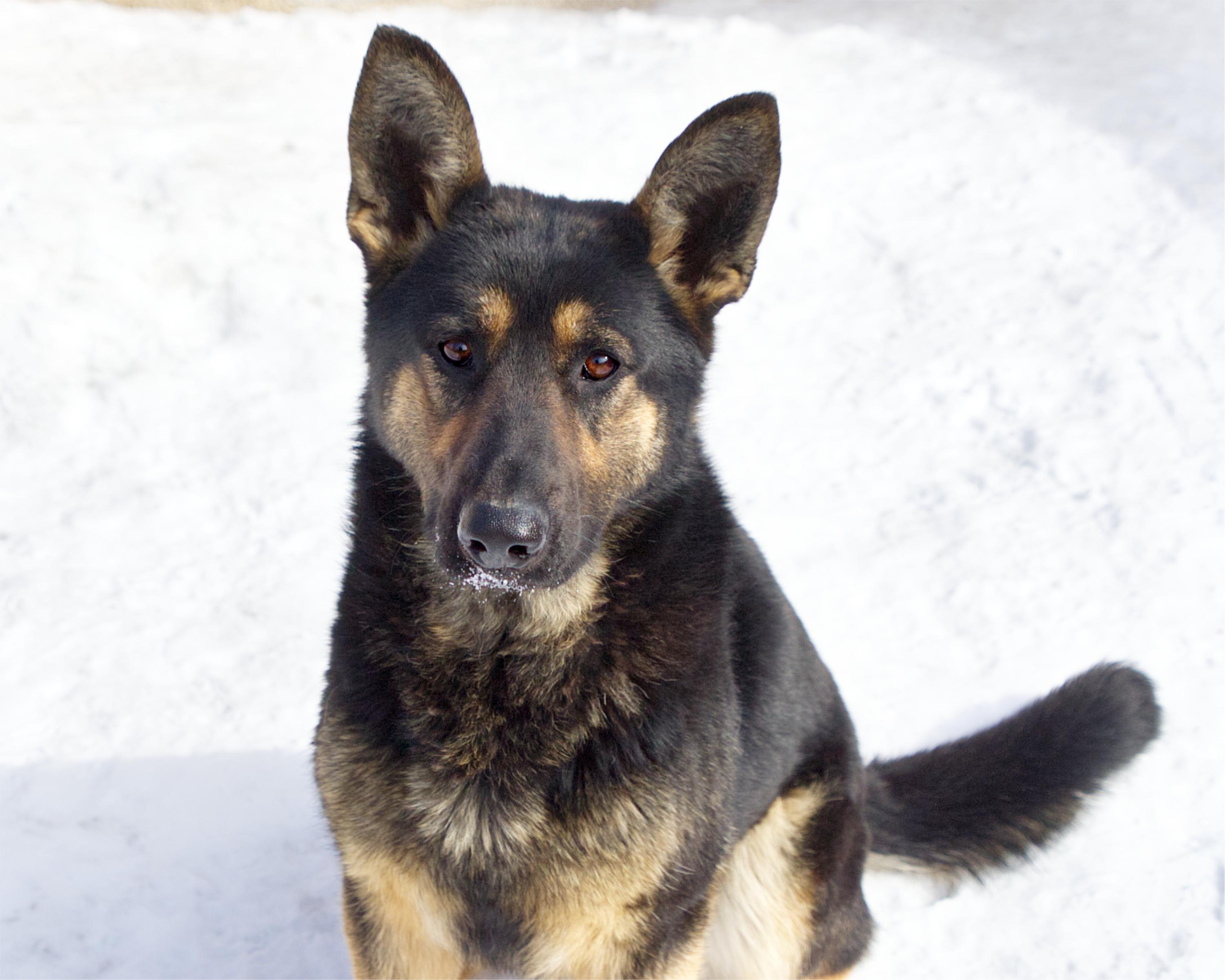 Enlarge Mango, an adoptable mixed breed in Winnipeg, MB image 1/3