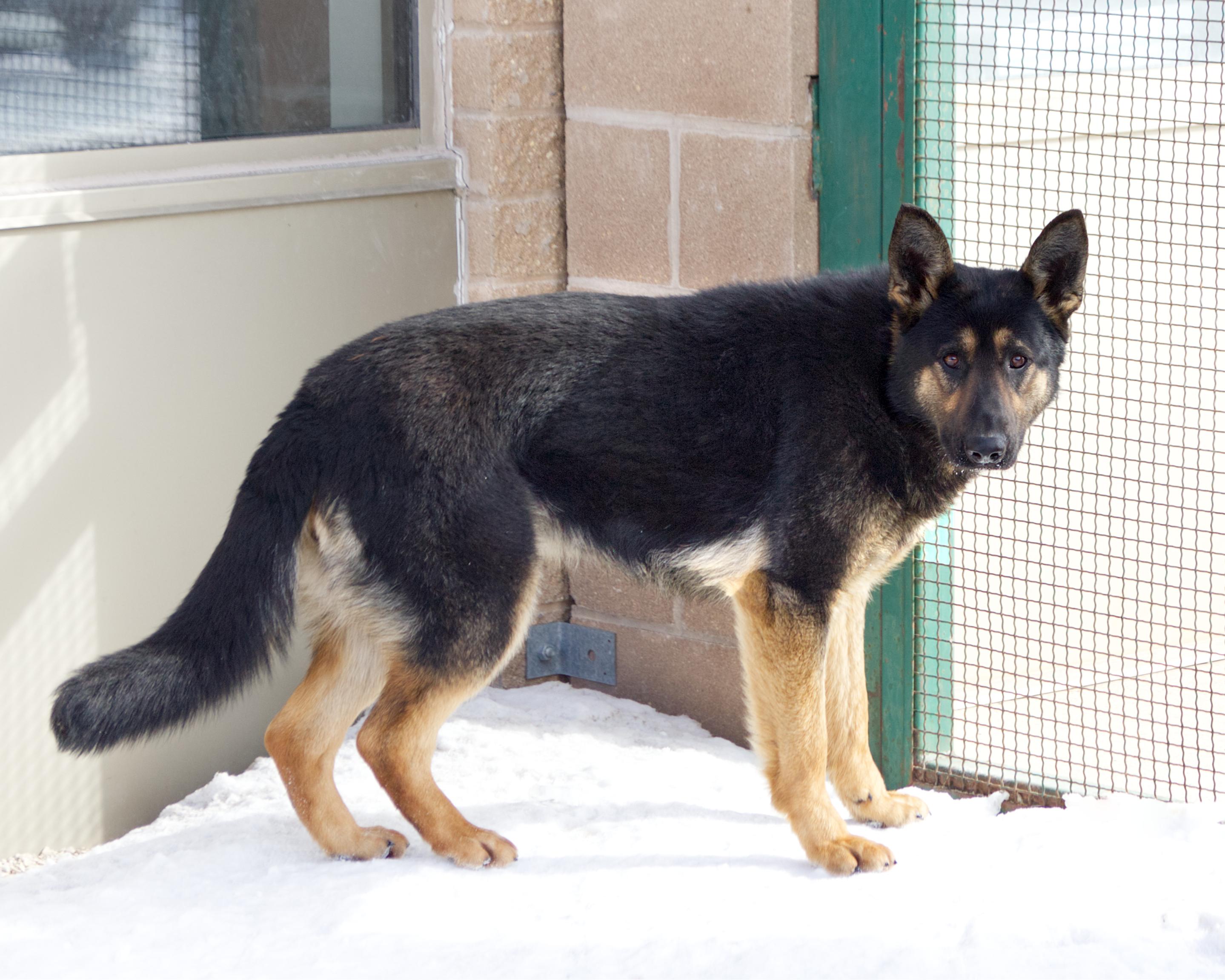 Enlarge Mango, an adoptable mixed breed in Winnipeg, MB image 2/3