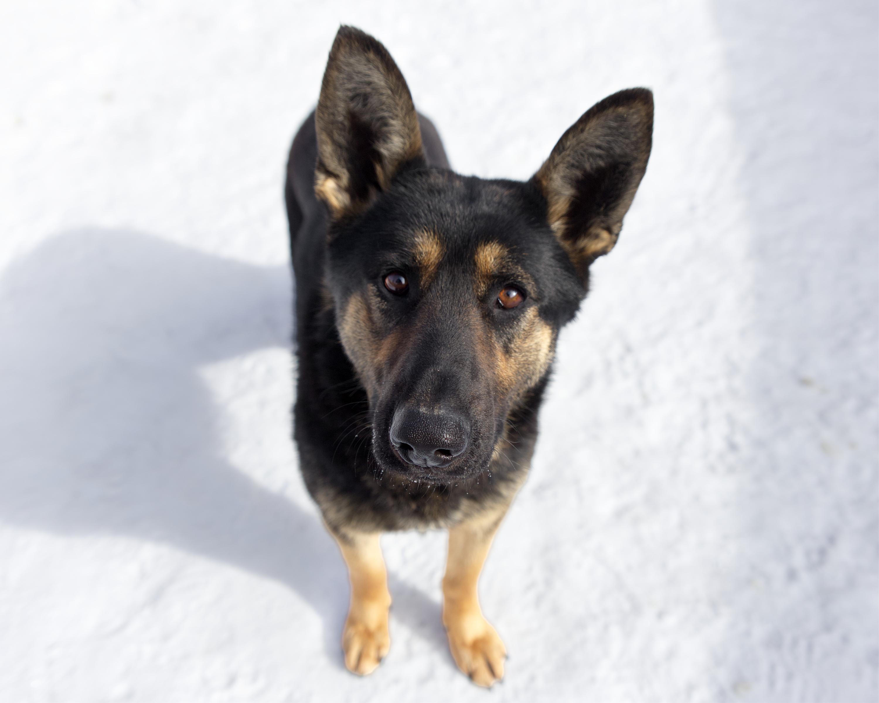 Enlarge Mango, an adoptable mixed breed in Winnipeg, MB image 3/3