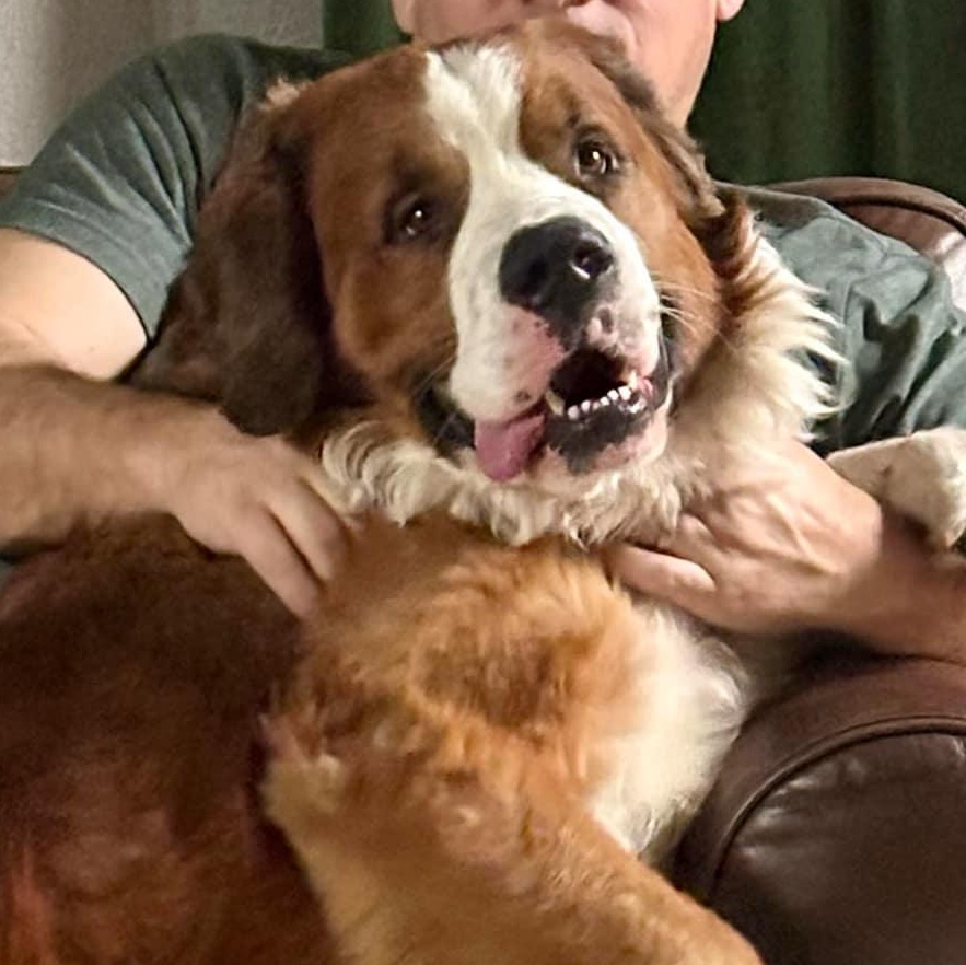 Enlarge Bruno, a Adoptable Saint Bernard in Hindsboro, IL image 1/3