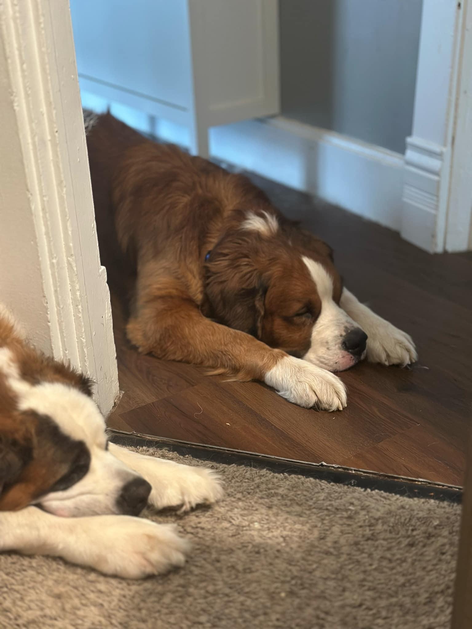 Enlarge Bruno, a Adoptable Saint Bernard in Hindsboro, IL image 3/3