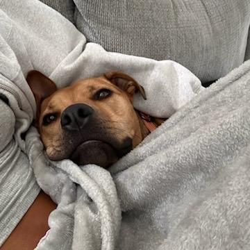 Boston, Adoptable, Adult Male Pit Bull Terrier & Mixed Breed.