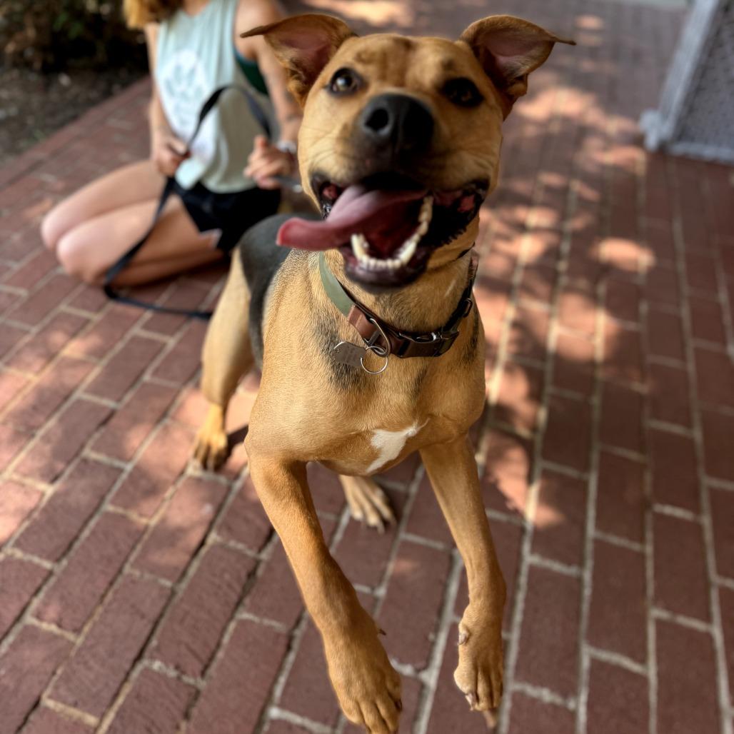 Boston, a Adoptable mixed breed in Fayetteville, AR image 3/6