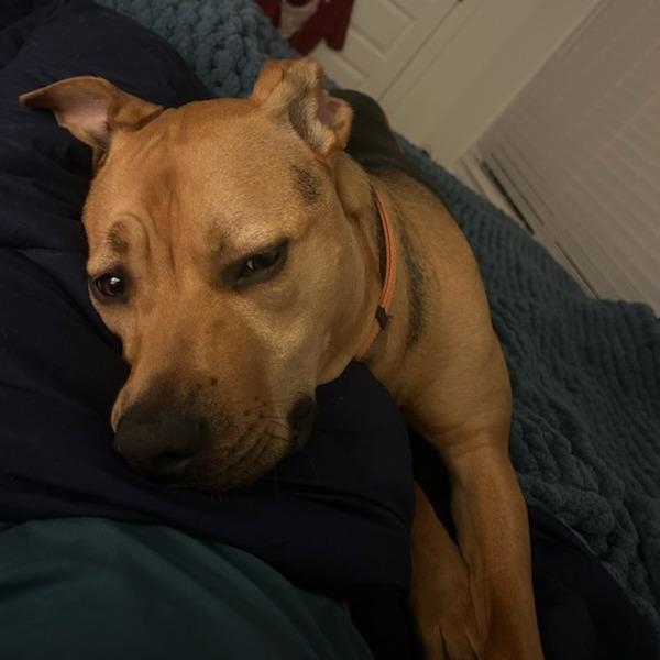 Boston, a Adoptable mixed breed in Fayetteville, AR image 5/6