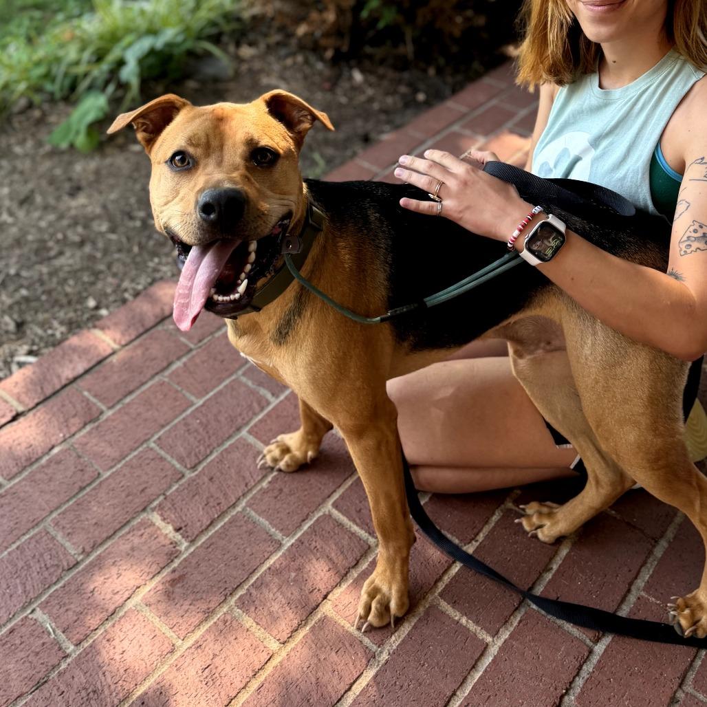 Boston, a Adoptable mixed breed in Fayetteville, AR image 6/6