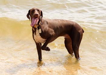Enlarge Zeus, a Adopted German Shorthaired Pointer in Sykesville, MD image 1/10