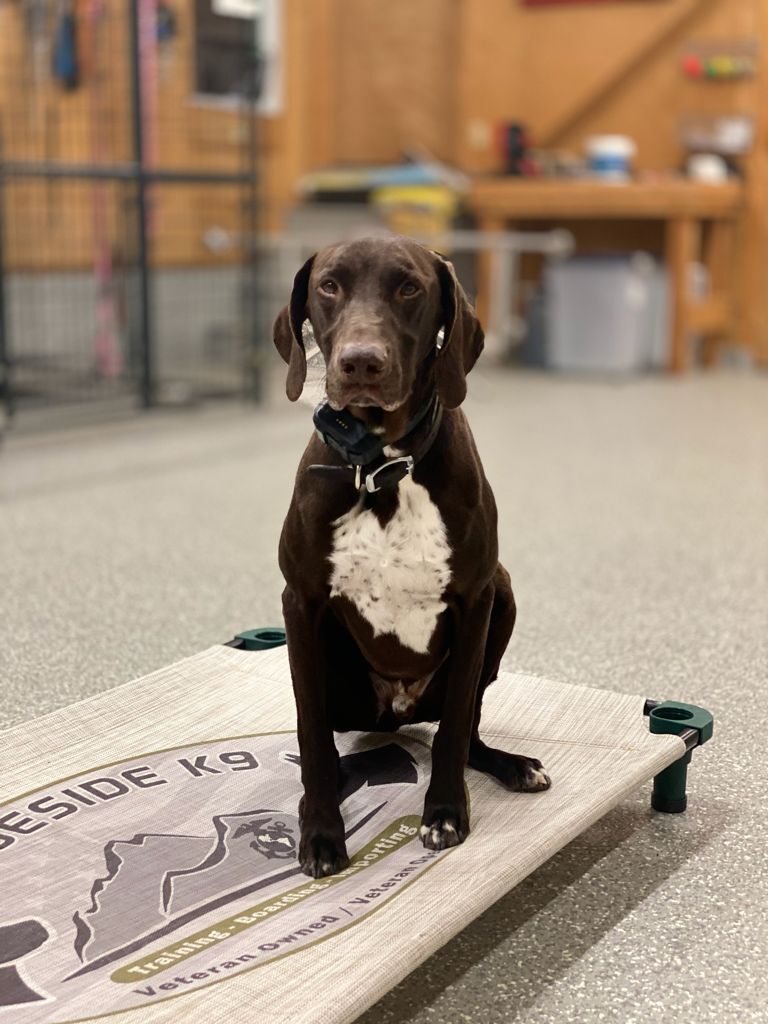 Enlarge Zeus, a Adopted German Shorthaired Pointer in Sykesville, MD image 2/10