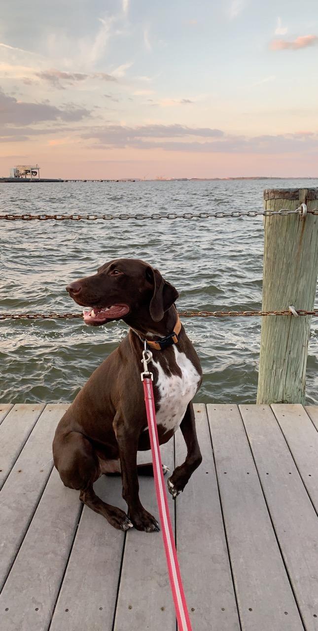 Enlarge Zeus, a Adopted German Shorthaired Pointer in Sykesville, MD image 3/10
