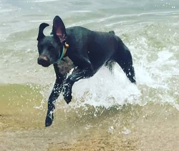 Enlarge Zeus, a Adopted German Shorthaired Pointer in Sykesville, MD image 4/10