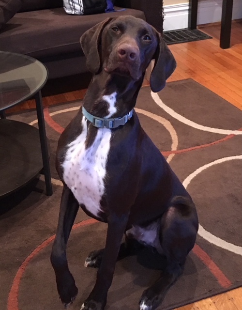 Enlarge Zeus, a Adopted German Shorthaired Pointer in Sykesville, MD image 5/10