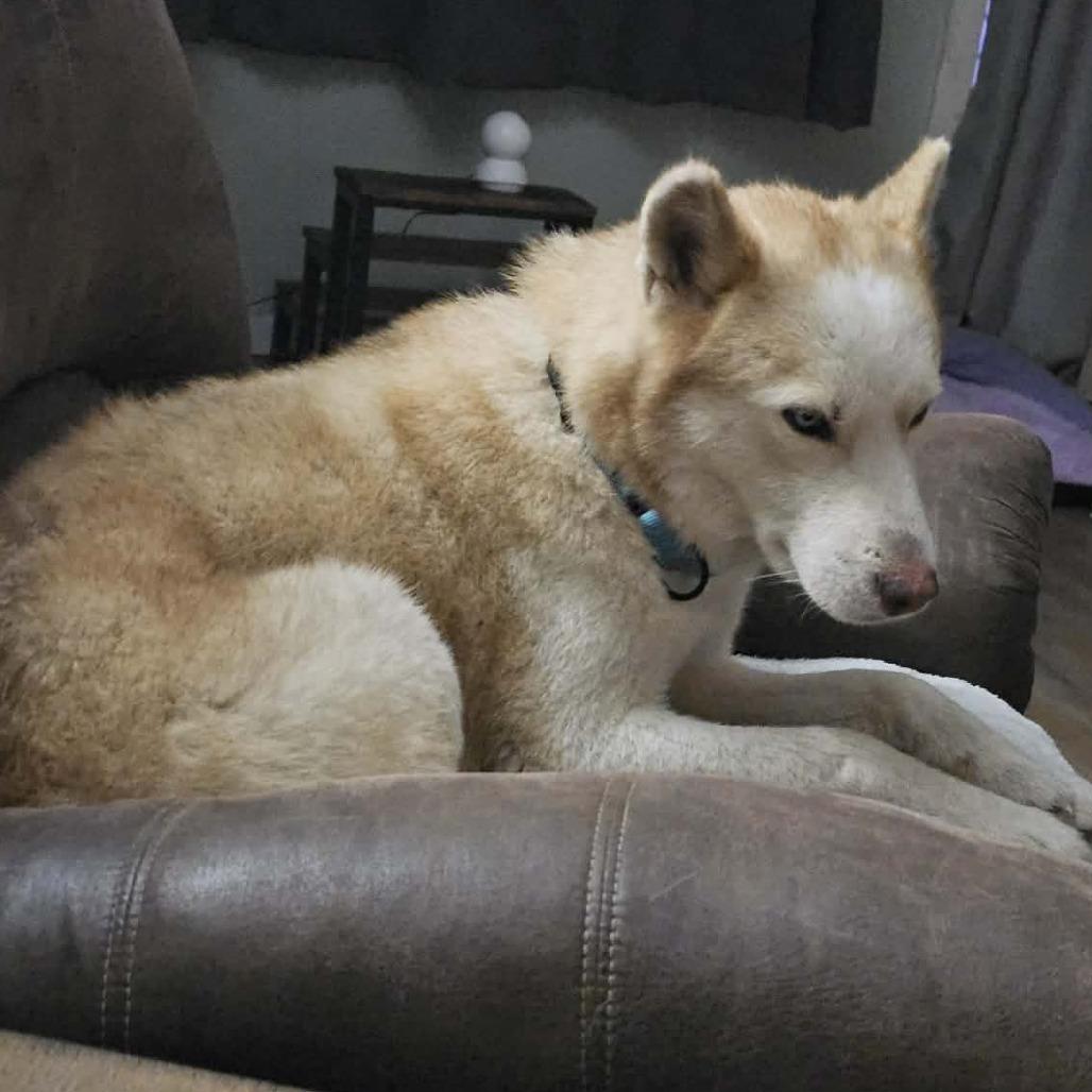 Pax, Adoptable, Adult Male Husky.