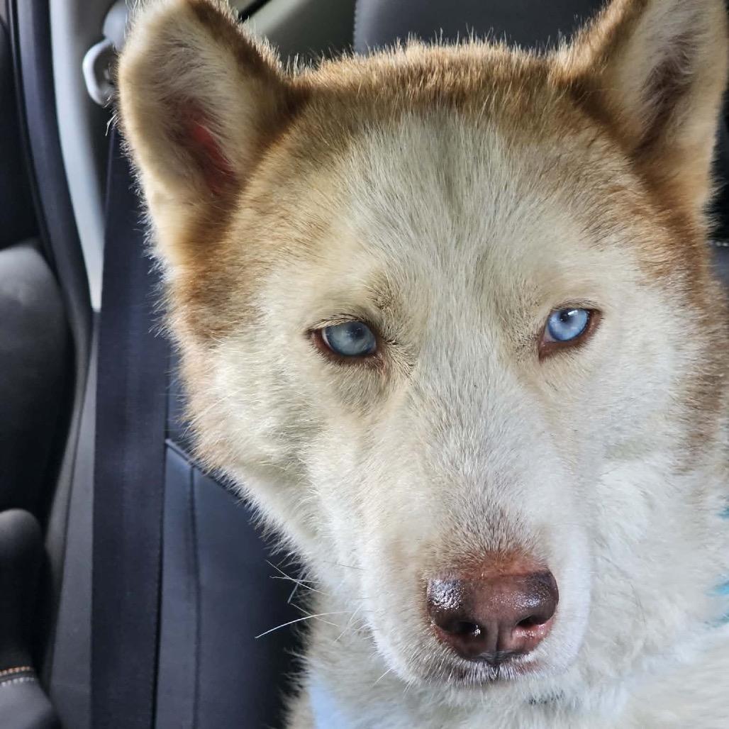 Enlarge Pax, a Adoptable Husky in Olathe, KS image 2/4