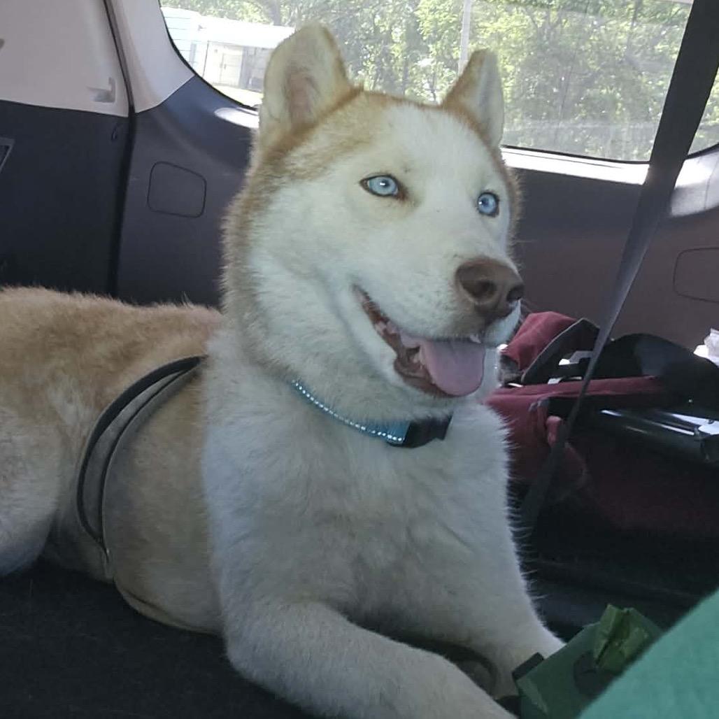Enlarge Pax, a Adoptable Husky in Olathe, KS image 3/4