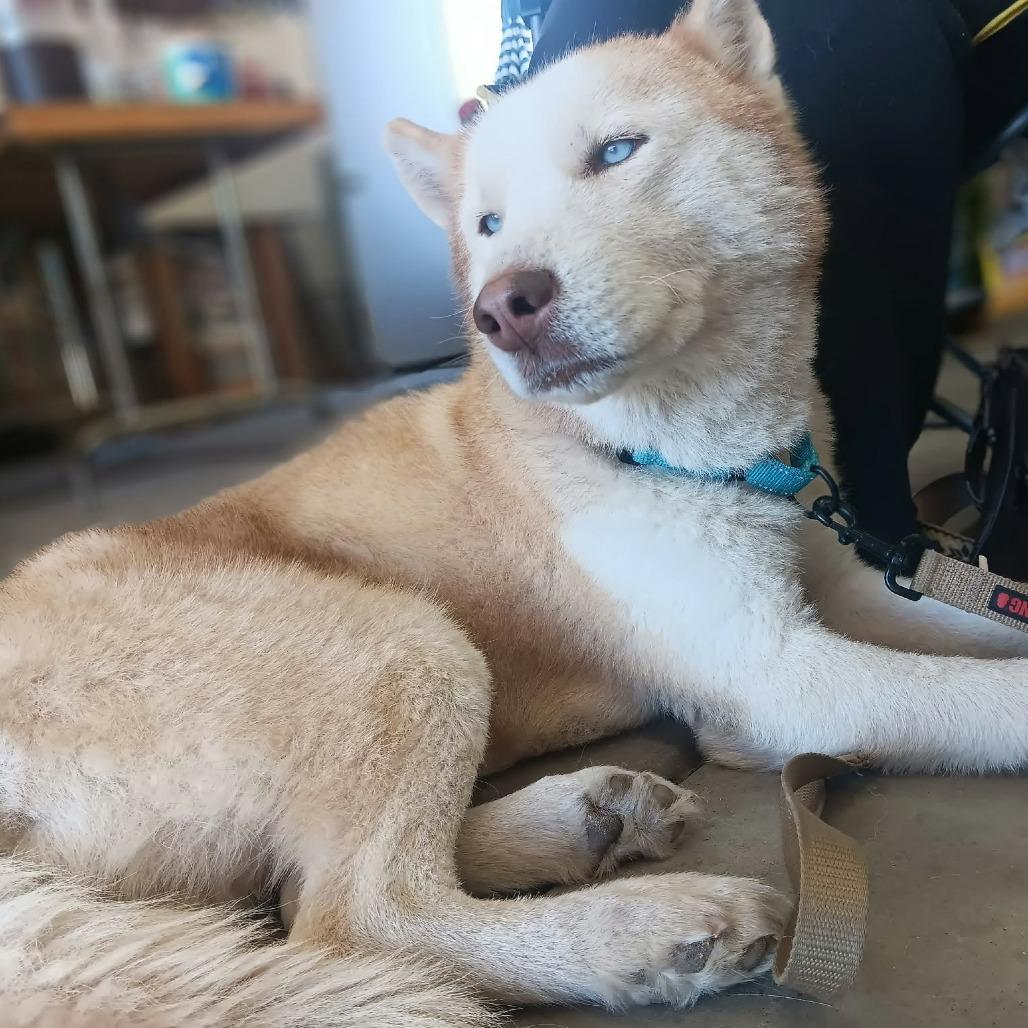Enlarge Pax, a Adoptable Husky in Olathe, KS image 4/4
