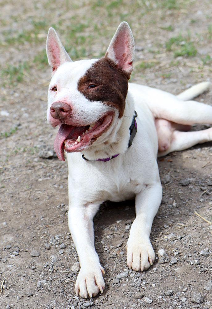 Hermes (AO36152), a ADOPTABLE mixed breed in Kansas City, KS image 4/6