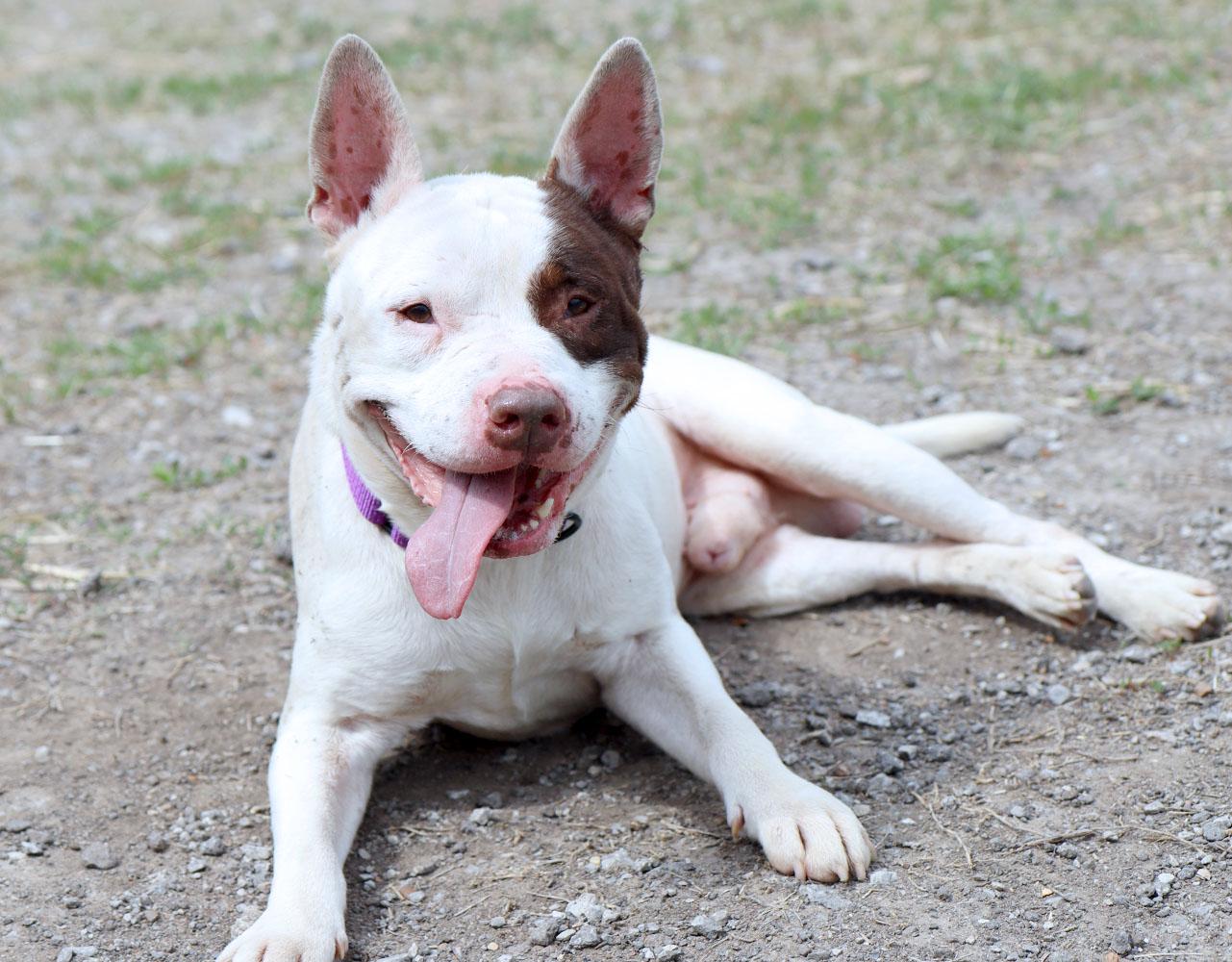 Hermes (AO36152), a ADOPTABLE mixed breed in Kansas City, KS image 2/6