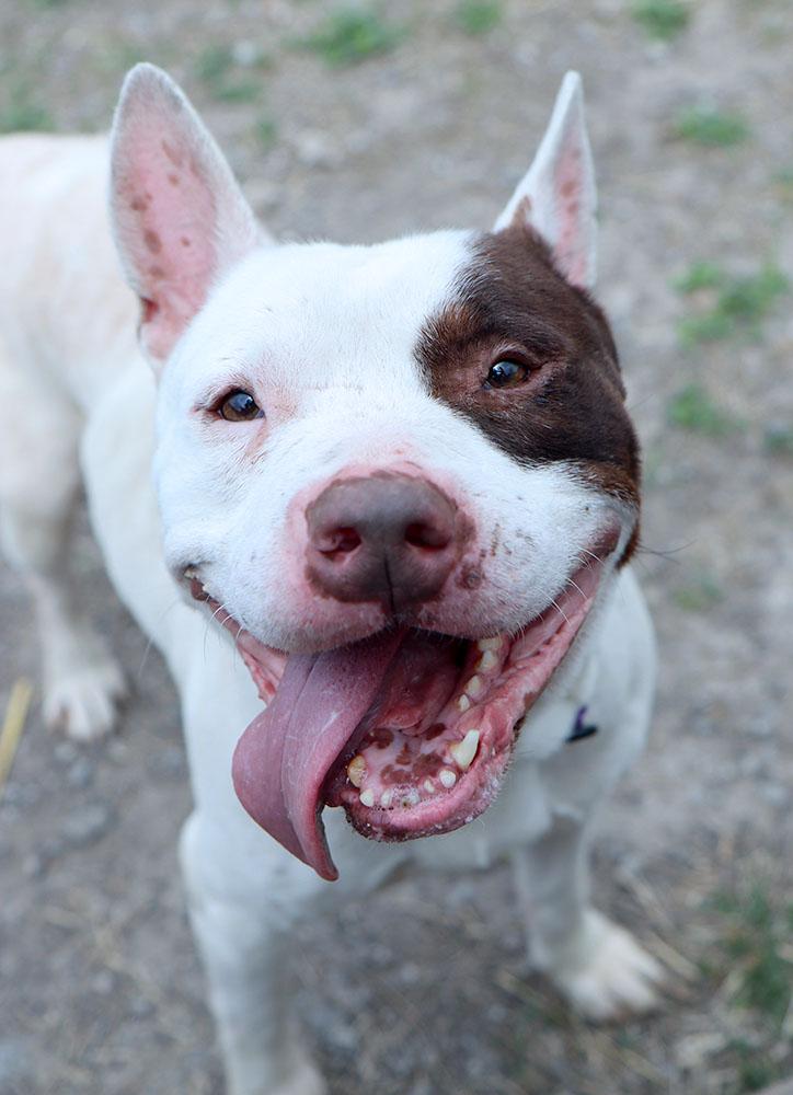 Hermes (AO36152), a ADOPTABLE mixed breed in Kansas City, KS image 5/6