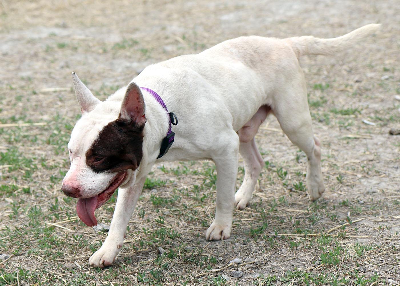 Hermes (AO36152), a ADOPTABLE mixed breed in Kansas City, KS image 6/6