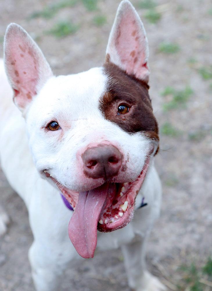 Hermes (AO36152), ADOPTABLE, Adult Male Pit Bull Terrier.