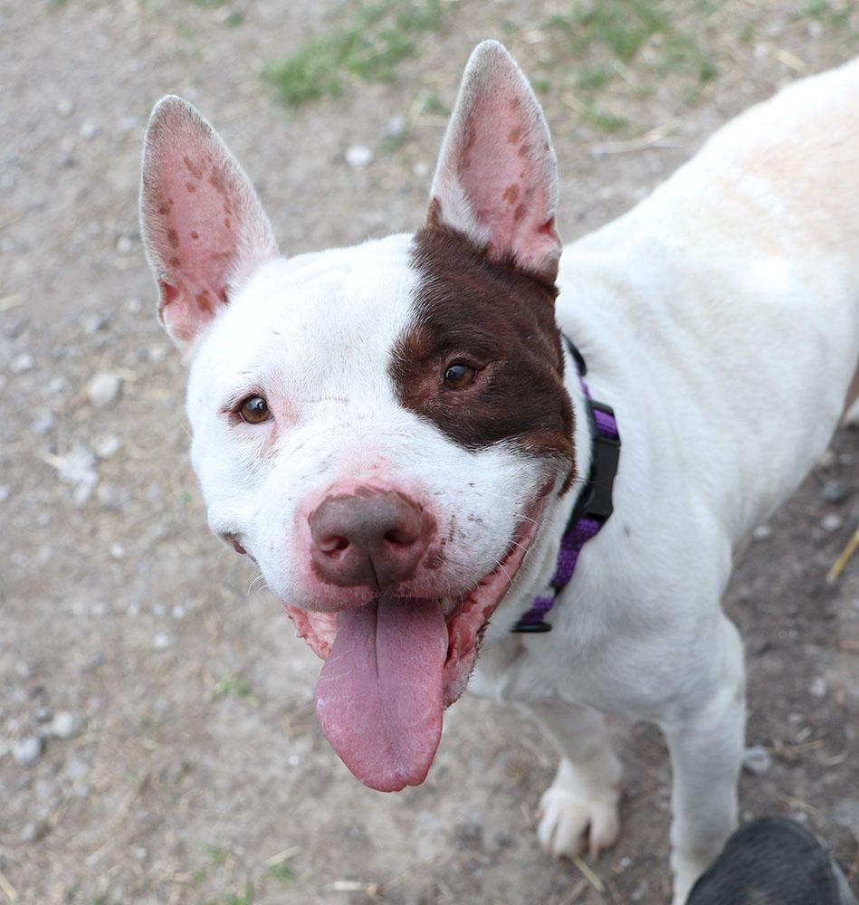 Hermes (AO36152), a ADOPTABLE mixed breed in Kansas City, KS image 3/6