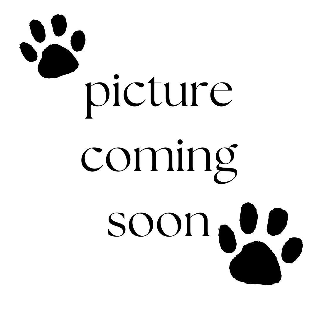 momma marbles, an adopted Domestic Short Hair in Erwin, TN_image-1