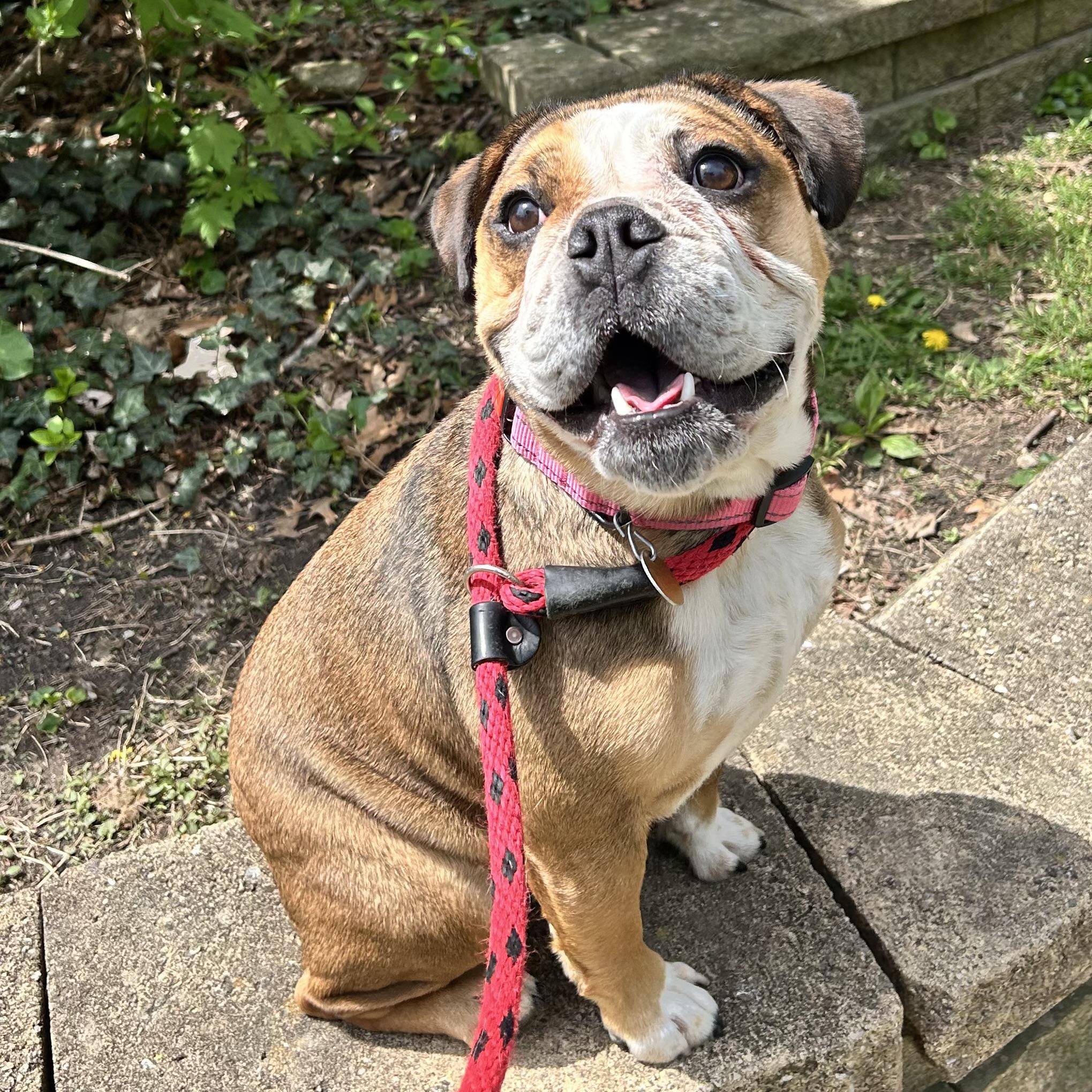 Enlarge Mocha, a Adoptable mixed breed in Huntington, NY image 1/1
