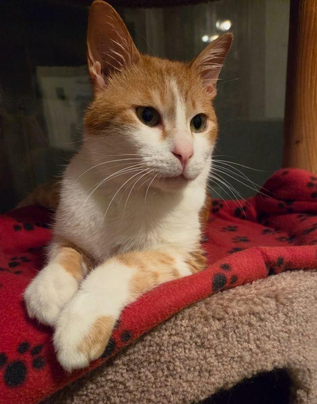COOKIE, a ADOPTABLE Domestic Short Hair in Madison, WI image 2/4