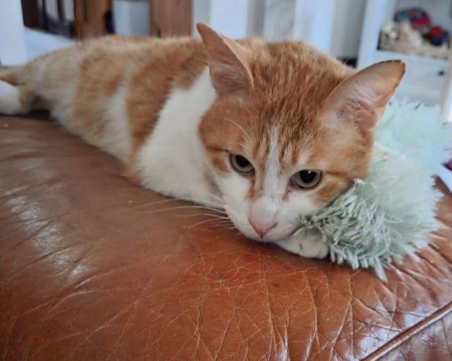COOKIE, a ADOPTABLE Domestic Short Hair in Madison, WI image 3/4
