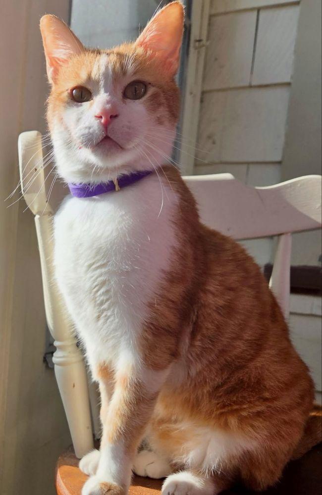 COOKIE, a ADOPTABLE Domestic Short Hair in Madison, WI image 4/4