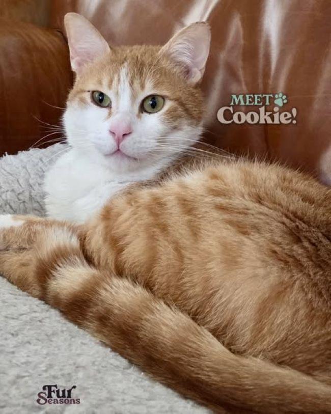 COOKIE, a ADOPTABLE Domestic Short Hair in Madison, WI image 1/4