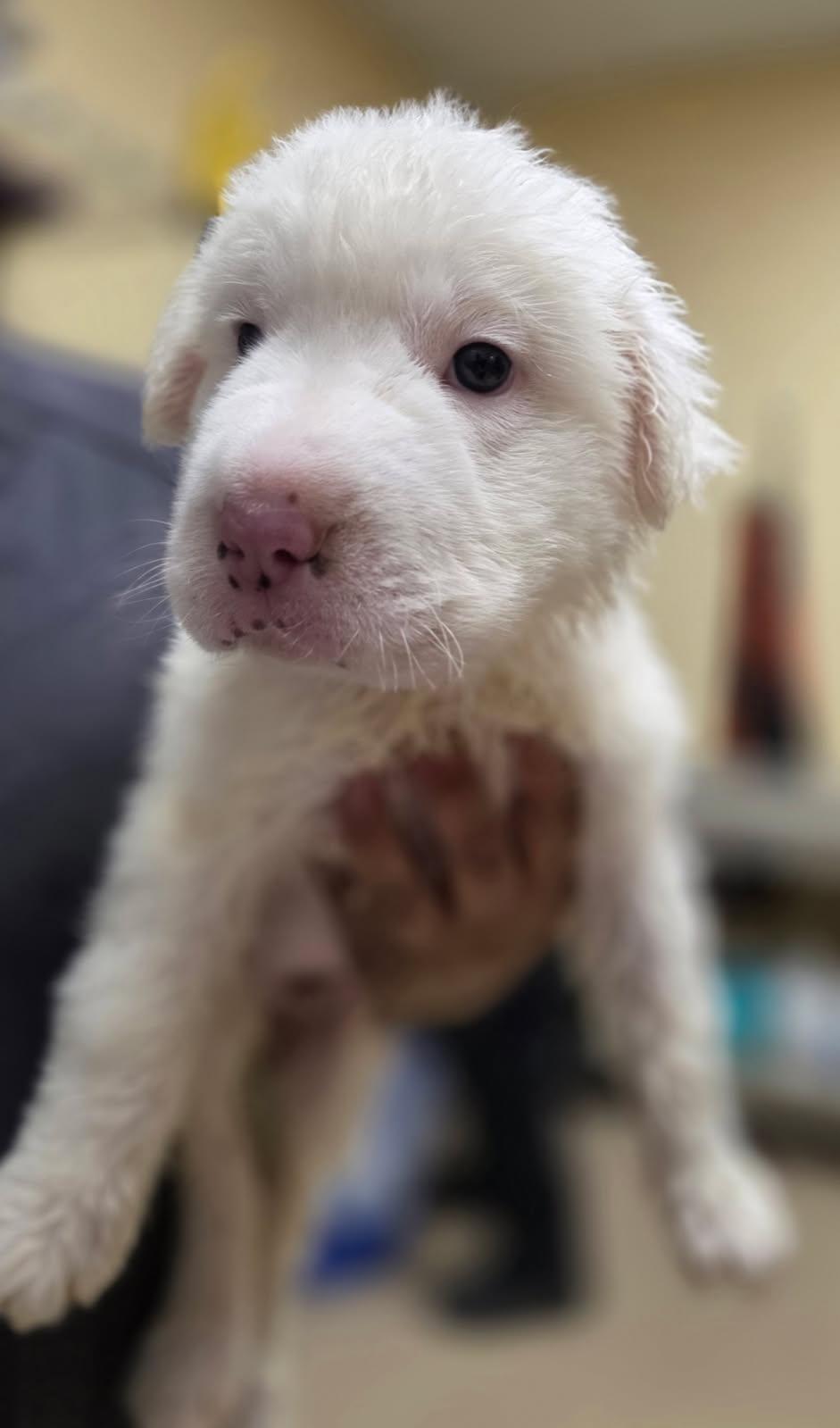 Enlarge Zelda, an adopted mixed breed in Schertz, TX image 1/1