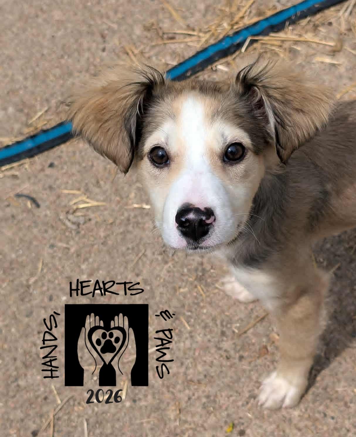 Enlarge Ed, an adopted mixed breed in Omaha, NE image 2/2