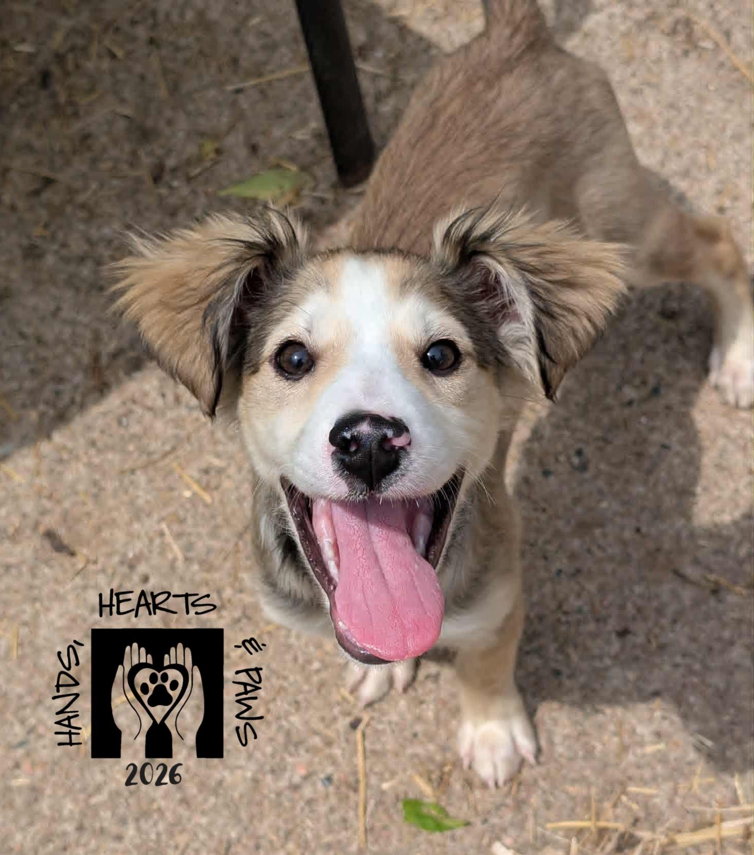 Enlarge Ed, an adopted mixed breed in Omaha, NE image 1/2