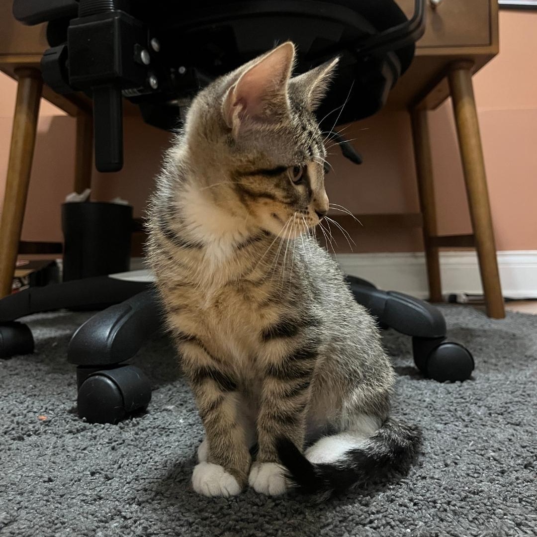 Enlarge Kenan (bonded with Kel), a ADOPTABLE Domestic Short Hair in Chicago, IL image 3/5