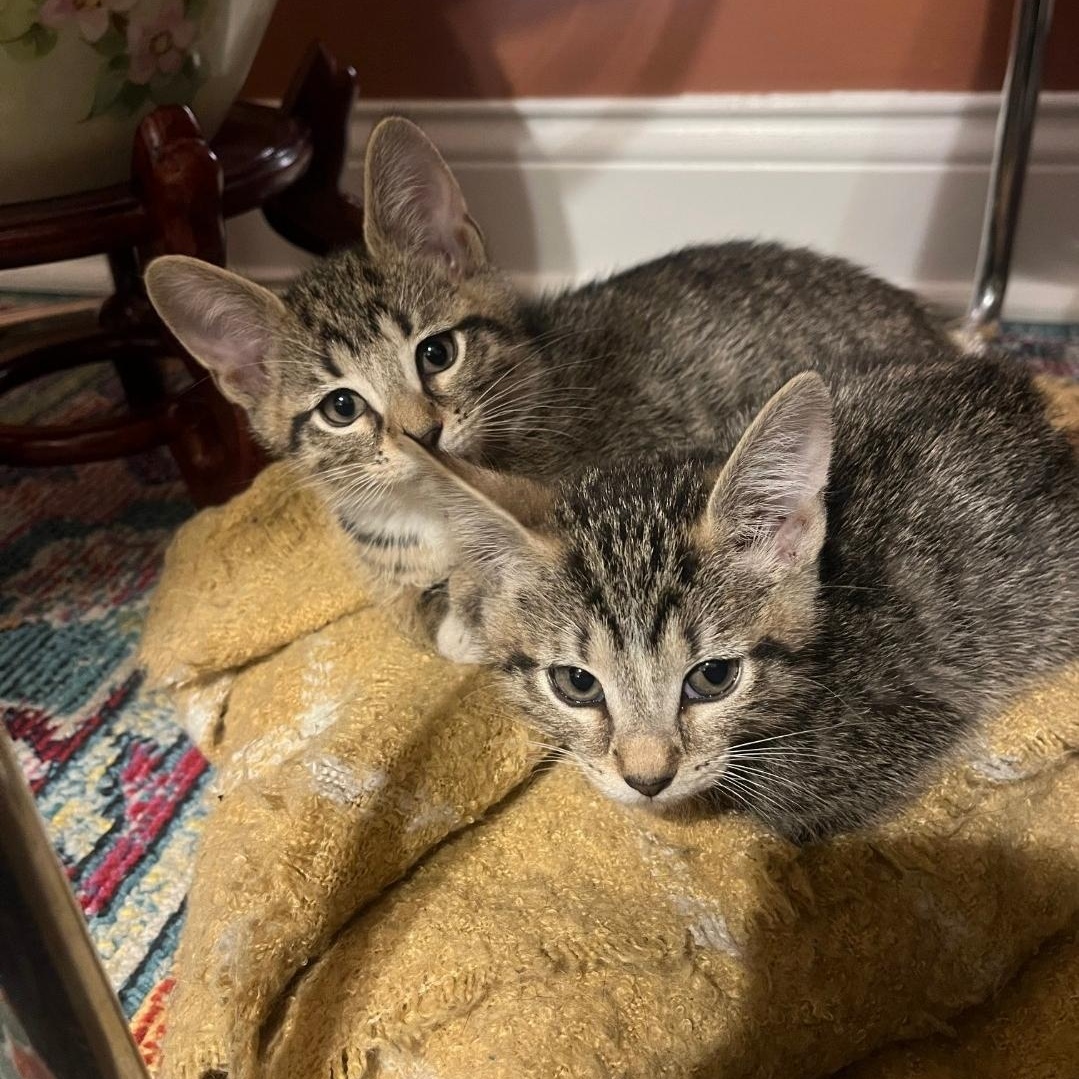 Enlarge Kenan (bonded with Kel), a ADOPTABLE Domestic Short Hair in Chicago, IL image 5/5