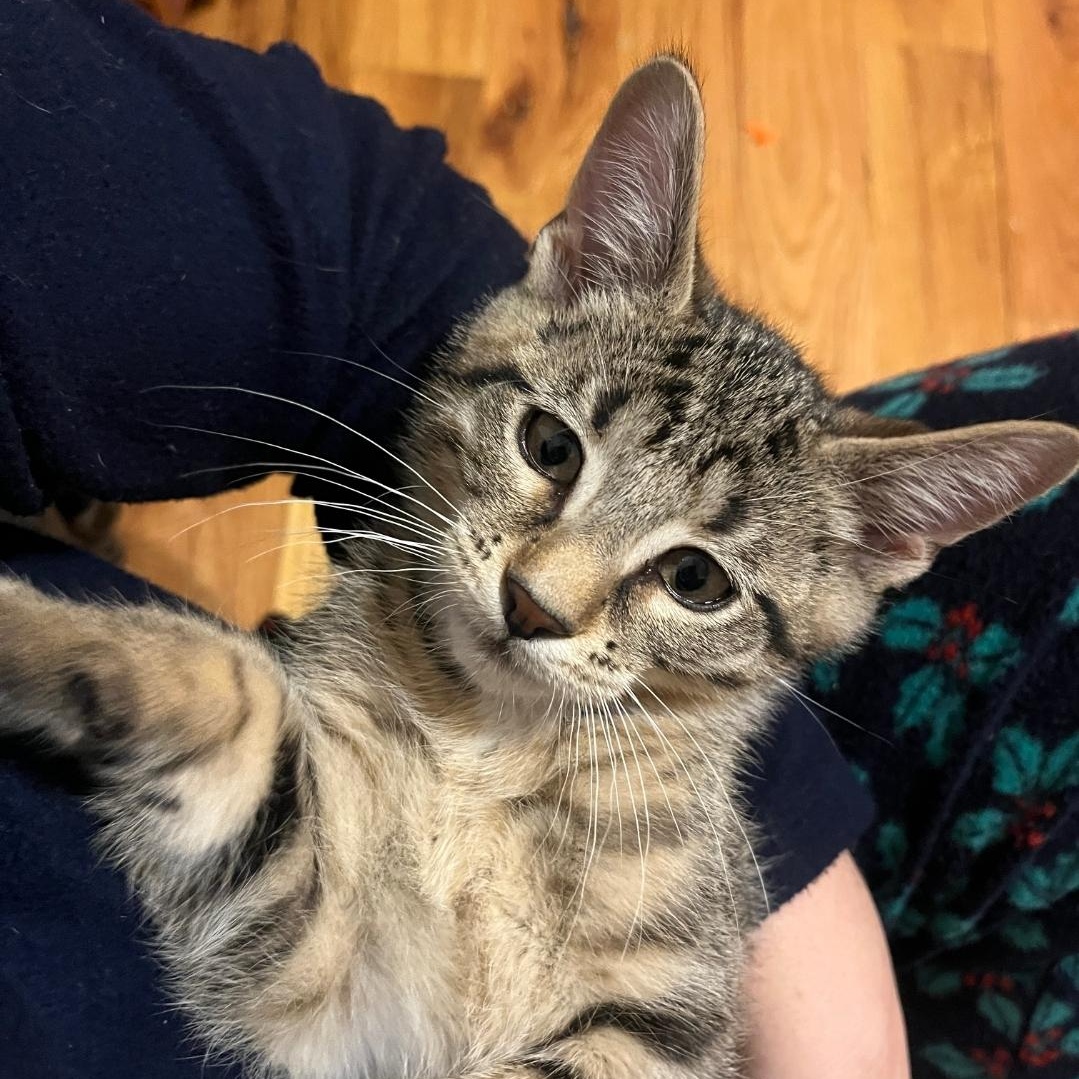 Enlarge Kenan (bonded with Kel), a ADOPTABLE Domestic Short Hair in Chicago, IL image 2/5